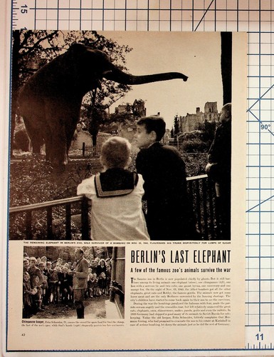 Elefante zoo berlino 1943 - elefante,