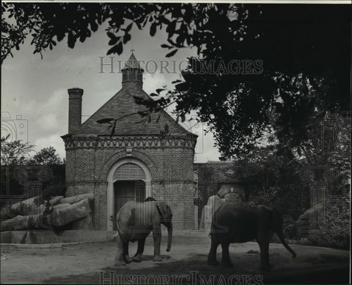 1982 foto stampa - stampa, audubon