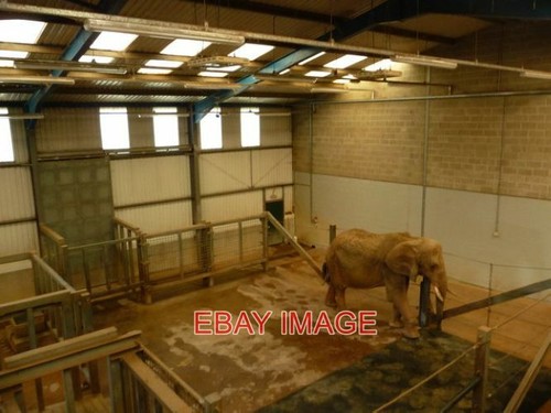 Photo paignton zoo elephant - photo,