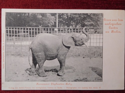 Germania berlino zoo - germania, /