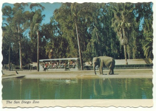 Cartolina elefante zoo san - elefante, di