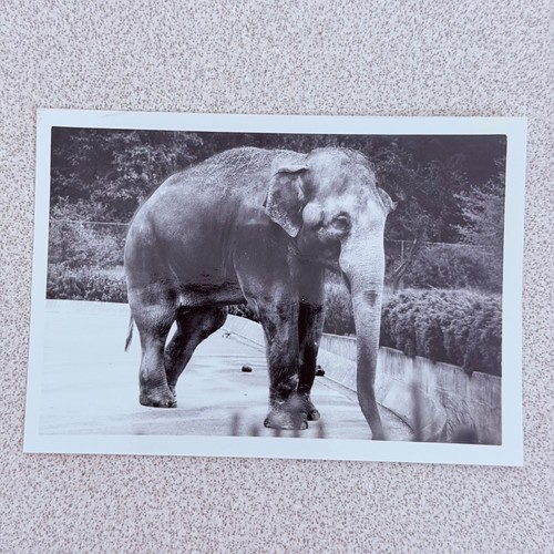 Elefante anni fotografia - elefante, 70