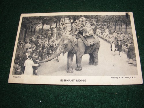 Vintage postcard london zoo - vintage,