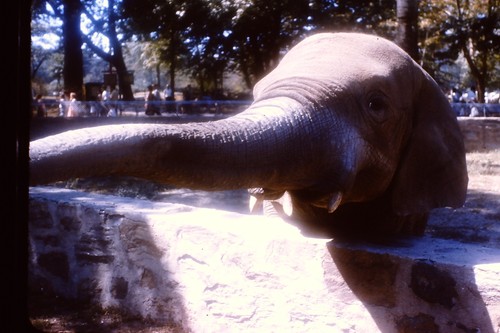 Bambino elefante allo - , zoo