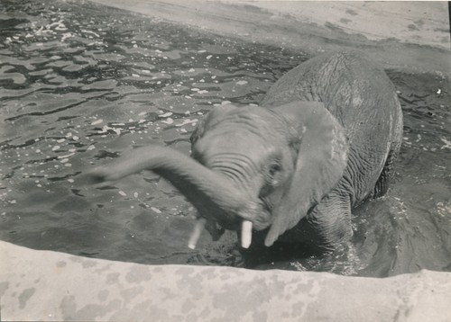 Photos éléphant zoo v - zoo,