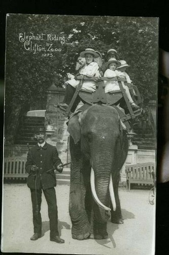 Clifton zoo elephant - elephant, photo