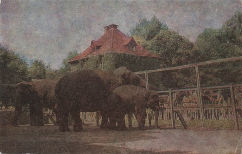 Kaliningrad russia zoo - kaliningrad,,