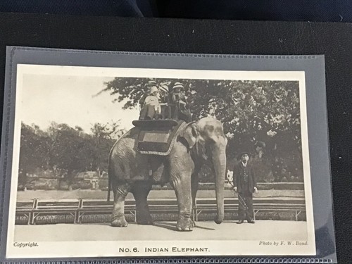 Early vintage london zoo - london,
