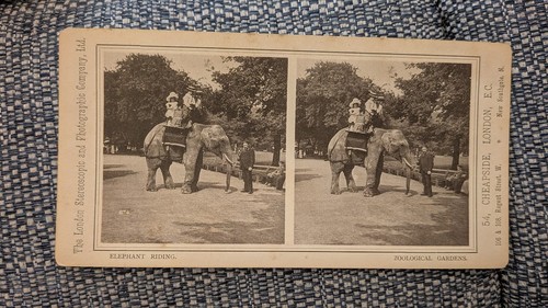 Stereoview london zoo - stereoview,