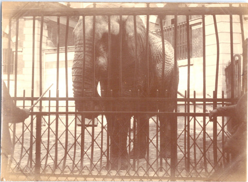 Zoo éléphant son - et,