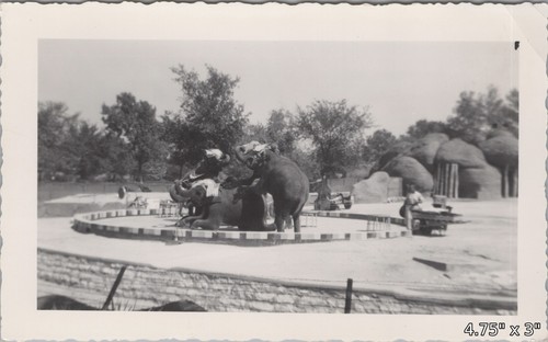 Zoo elephant show performing - zoo,