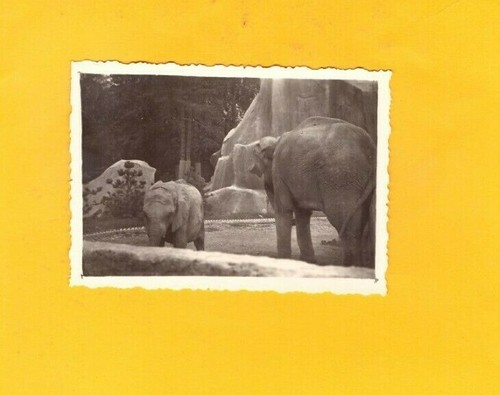 Zoo vincennes photo - zoo,