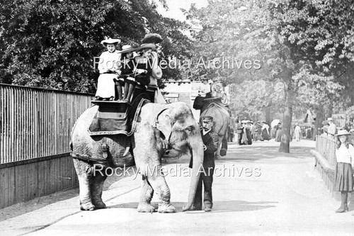 Lmn the elephant regents - lmn-63,