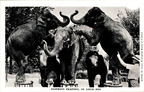 1944 louis zoo - louis,