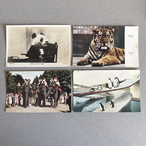 London zoo postcards panda - 4,