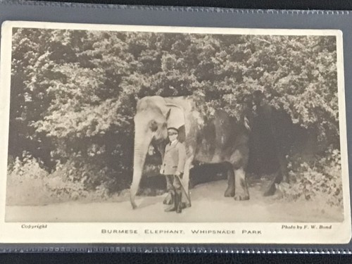 Early vintage whipsnade - early/vintage,
