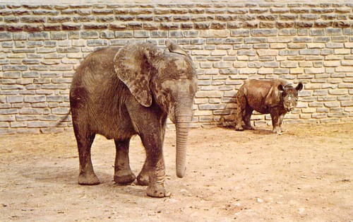 1971 zoo colombo elefante - 1971,