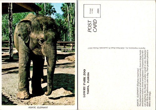 Cartolina elefante asiatico - cartolina,
