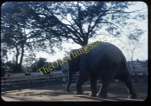 Yokosuka giappone zoo elefante - yokosuka,