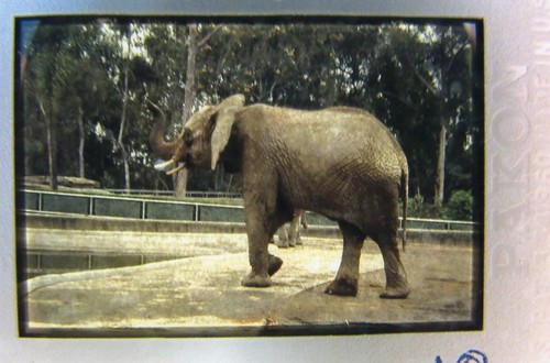Elefante nello zoo diapositiva